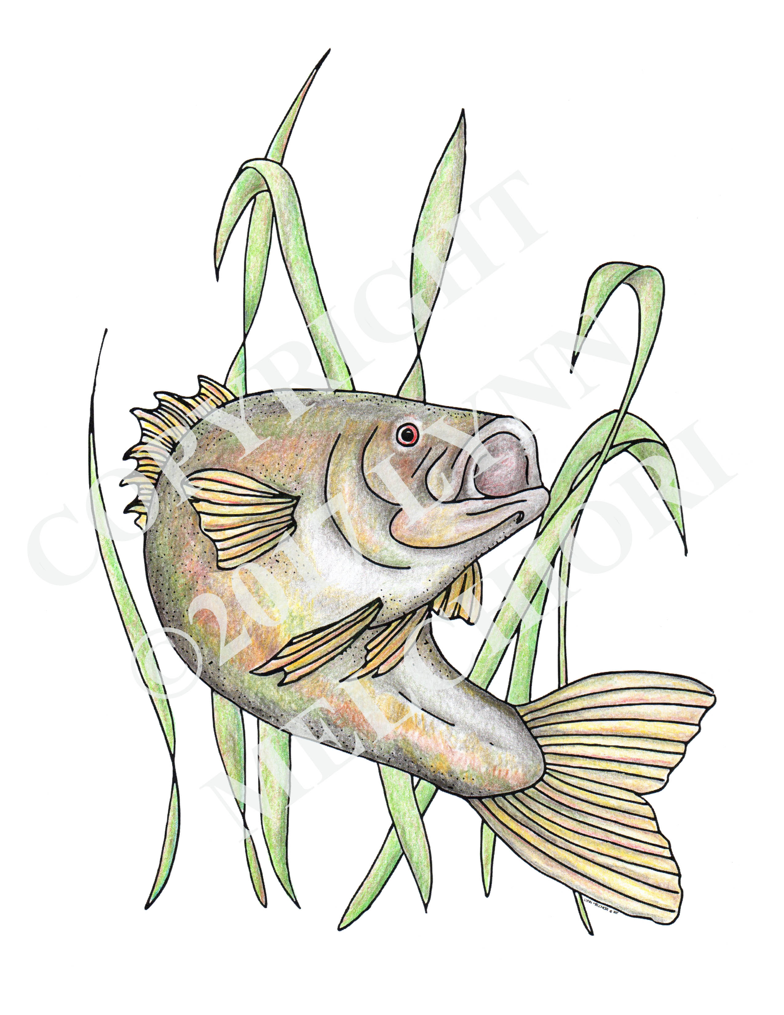 Drawing of a fish, Bass, colored in using colored pencils.  From the Sea & Shore coloring Book