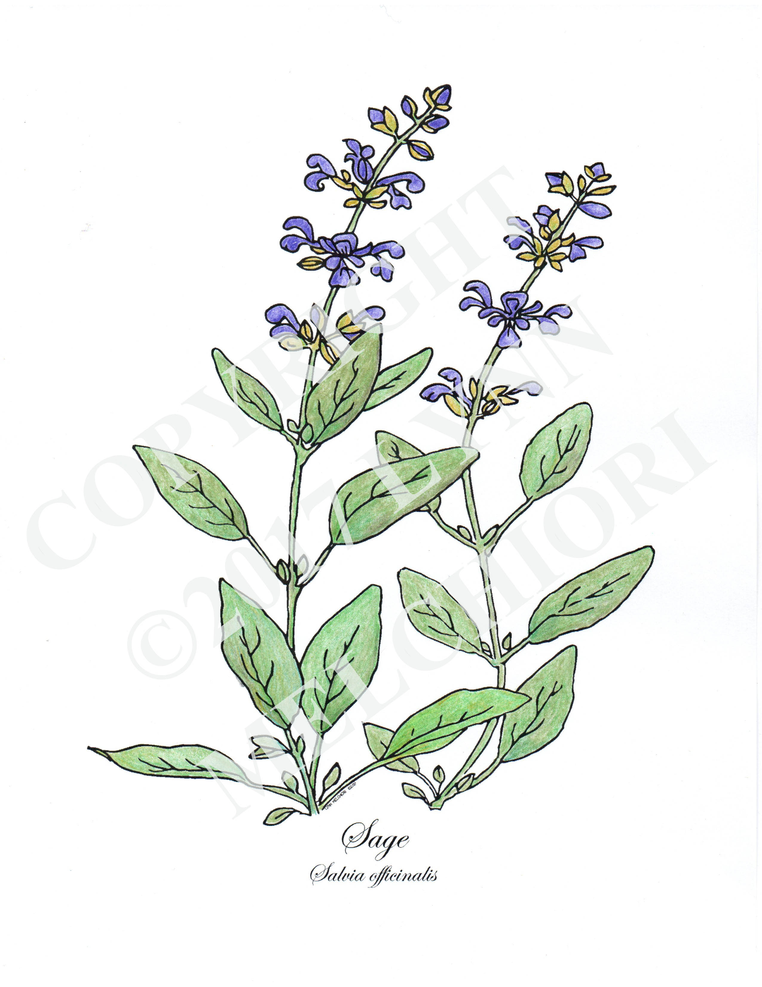 Drawing of the herb, Sage.  Colored with colered pencils.  From the Herbs coloring book